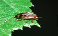Orchesia undulata