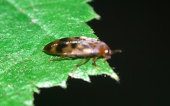 Orchesia undulata