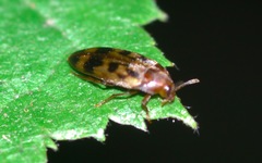 Orchesia undulata