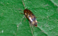 Orchesia undulata
