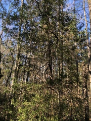 Chamaecyparis thyoides thyoides