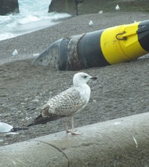Larus michahellis
