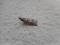 Eudonia angustea