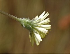 Pilosella tardans