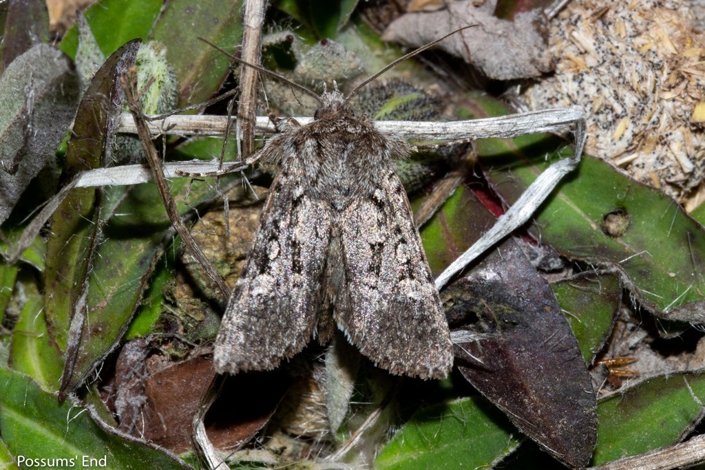 Physetica cucullina