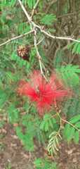 Calliandra tweediei