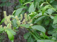Salix appendiculata
