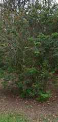 Calliandra tweediei