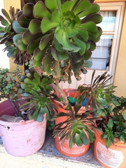 Aeonium arboreum arboreum