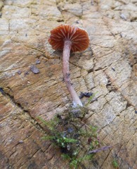 Basidiomycota