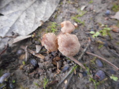 Basidiomycota