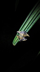 Pantographa acoetesalis