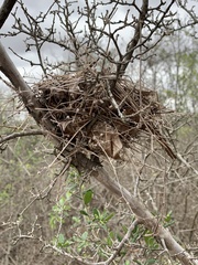 Auriparus flaviceps
