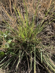 Nassella leucotricha