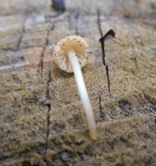 Basidiomycota