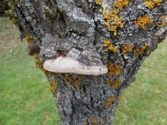 Basidiomycota