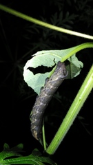 Image of Lintneria merops