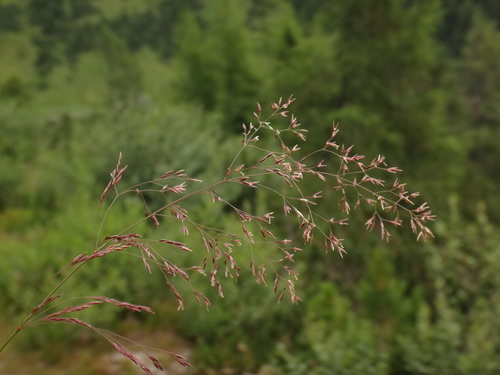 Image of Agrostis Agrostiflora (Agrostis agrostiflora) by (c) Christian Berg, some rights reserved (CC BY)