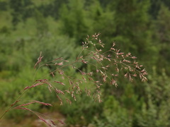 Agrostis agrostiflora