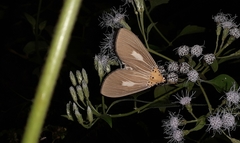 Asota plaginota