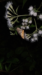 Asota plaginota