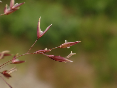 Image of Agrostis Agrostiflora (Agrostis agrostiflora) by (c) Christian Berg, some rights reserved (CC BY)