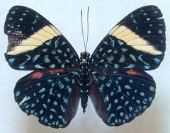 Hamadryas laodamia saurites