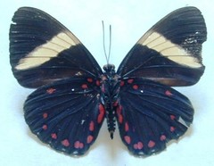 Hamadryas laodamia saurites