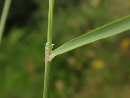 Image of Agrostis Agrostiflora (Agrostis agrostiflora) by (c) Christian Berg, some rights reserved (CC BY)