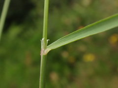 Agrostis agrostiflora
