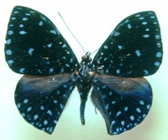 Hamadryas laodamia saurites