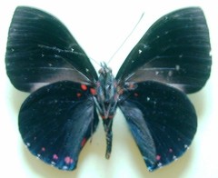 Hamadryas laodamia saurites