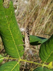 Schistocerca americana