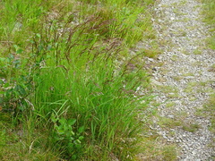 Agrostis agrostiflora