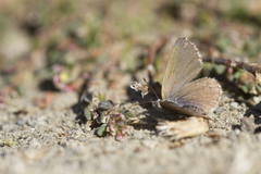 Zizina oxleyi