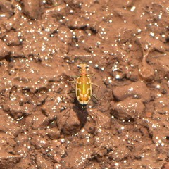 Ellipsoptera marutha