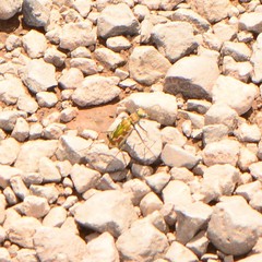 Ellipsoptera marutha