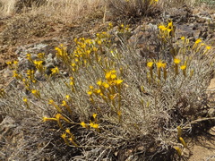 Ericameria nauseosa speciosa