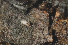 Heteromurus nitidus
