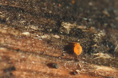 Sminthurinus aureus