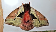 Dirphiopsis multicolor