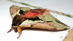 Dirphiopsis multicolor