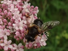 Eristalis rupium