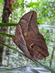 Eryphanis automedon