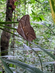 Eryphanis automedon