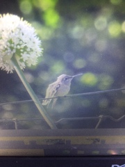 Selasphorus calliope