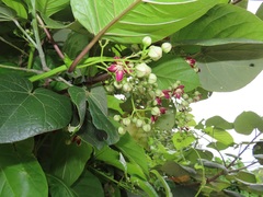 Mondia whitei
