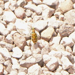 Ellipsoptera marutha