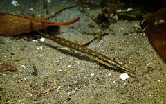 Aulorhynchus flavidus