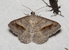 Digrammia neptaria